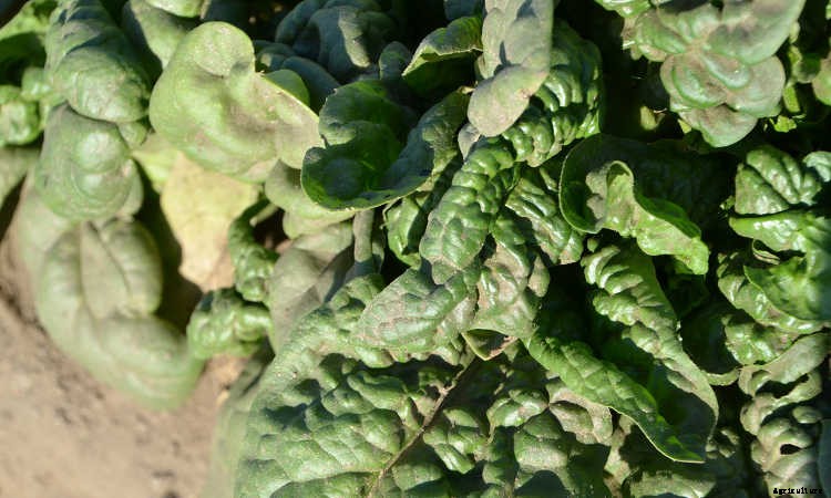 How To Grow Spinach The Right Way