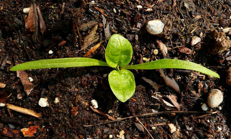 How To Grow Spinach The Right Way