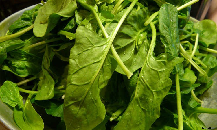 How To Grow Spinach The Right Way