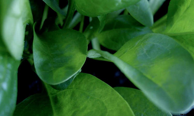 How To Grow Spinach The Right Way