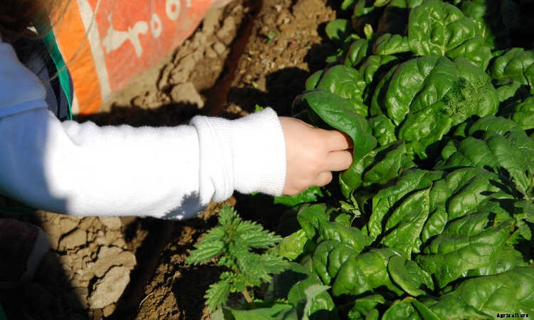 How To Grow Spinach The Right Way