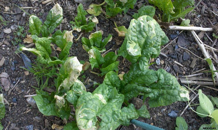 How To Grow Spinach The Right Way