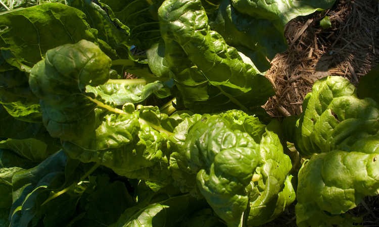 How To Grow Spinach The Right Way