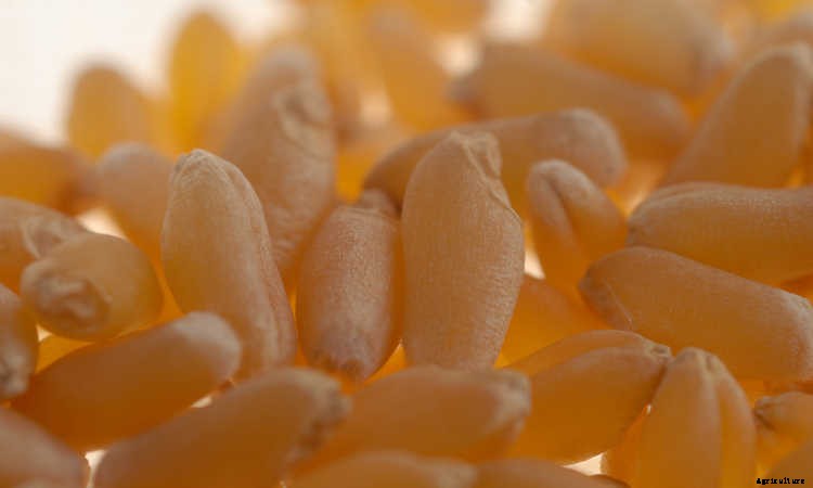 How to Grow Wheatgrass in a Few Simple Steps