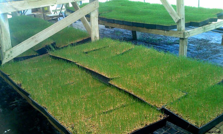 How to Grow Wheatgrass in a Few Simple Steps