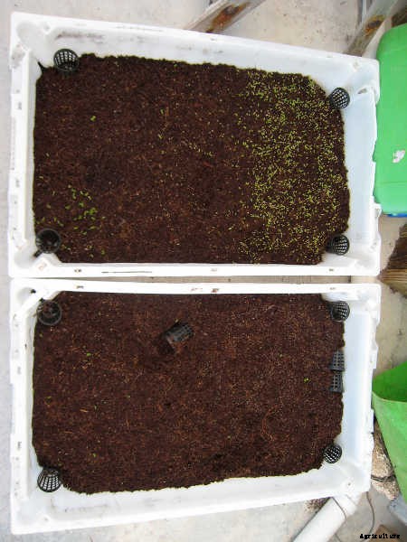 How to Grow Wheatgrass in a Few Simple Steps