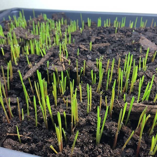 How to Grow Wheatgrass in a Few Simple Steps