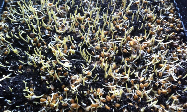 How to Grow Wheatgrass in a Few Simple Steps