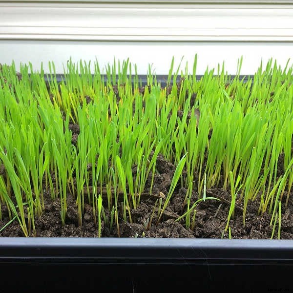 How to Grow Wheatgrass in a Few Simple Steps