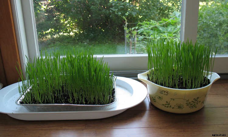 How to Grow Wheatgrass in a Few Simple Steps