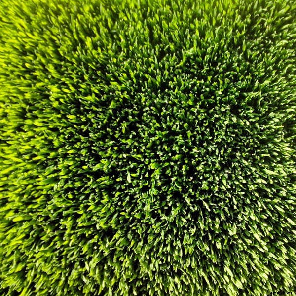 How to Grow Wheatgrass in a Few Simple Steps