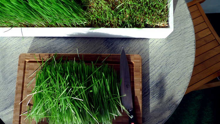 How to Grow Wheatgrass in a Few Simple Steps