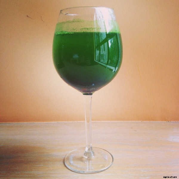 How to Grow Wheatgrass in a Few Simple Steps