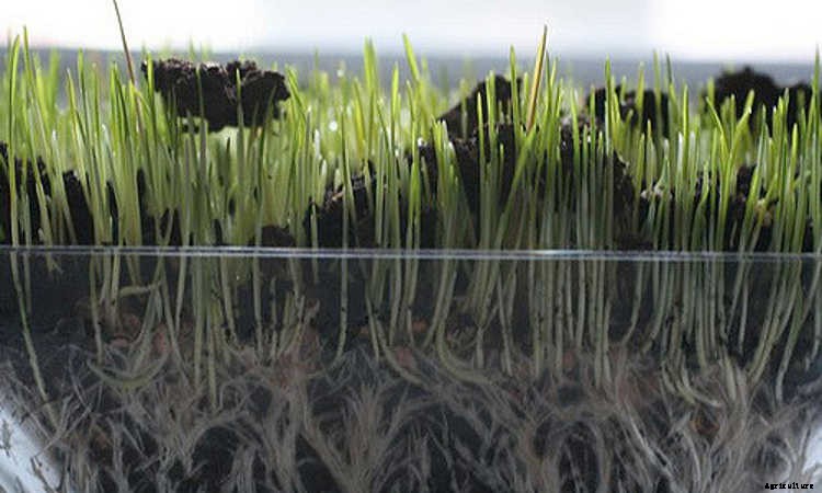 How to Grow Wheatgrass in a Few Simple Steps