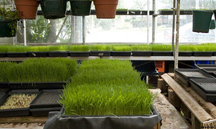 How to Grow Wheatgrass in a Few Simple Steps