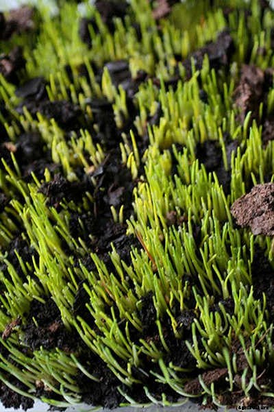How to Grow Wheatgrass in a Few Simple Steps