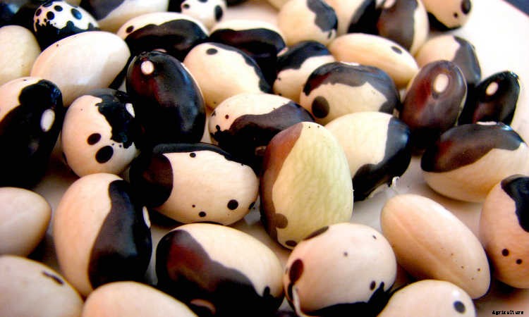 How to Grow Beans: The Ultimate Guide