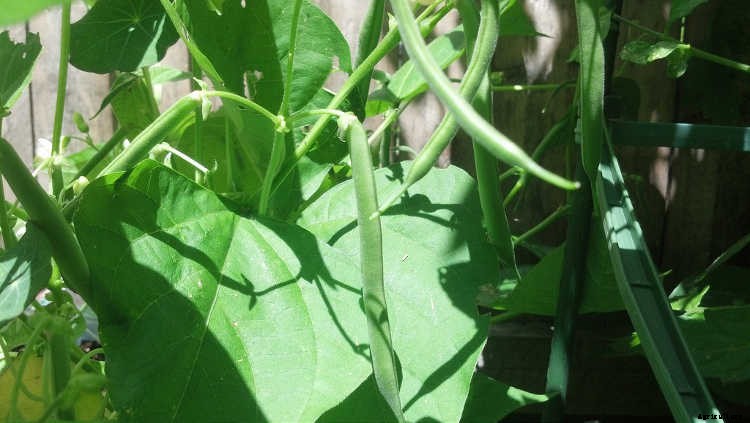 How to Grow Beans: The Ultimate Guide