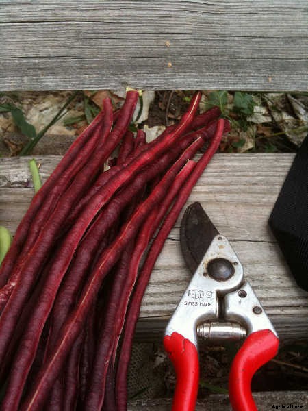 How to Grow Beans: The Ultimate Guide