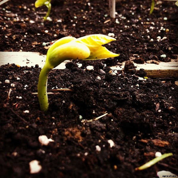 How to Grow Beans: The Ultimate Guide