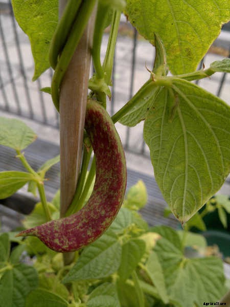 How to Grow Beans: The Ultimate Guide