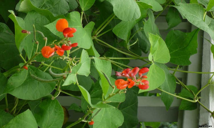 How to Grow Beans: The Ultimate Guide