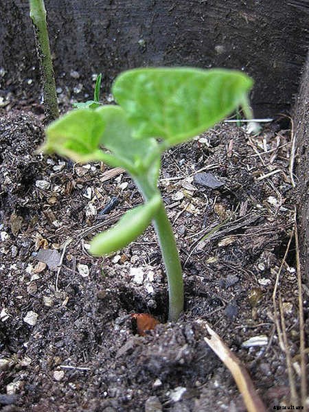 How to Grow Beans: The Ultimate Guide