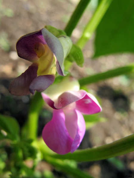 How to Grow Beans: The Ultimate Guide