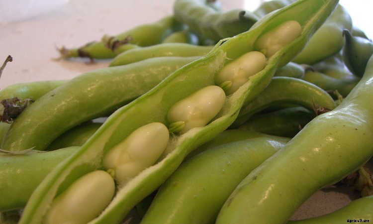 How to Grow Beans: The Ultimate Guide