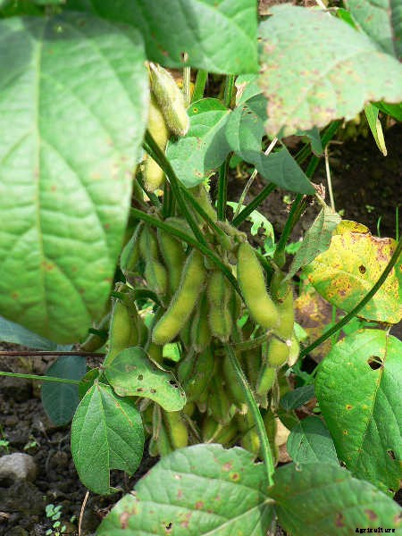 How to Grow Beans: The Ultimate Guide