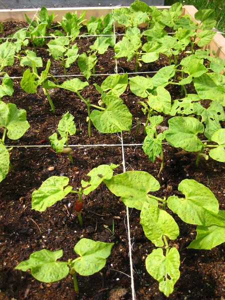 How to Grow Beans: The Ultimate Guide