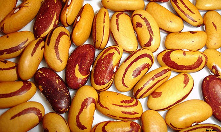 How to Grow Beans: The Ultimate Guide