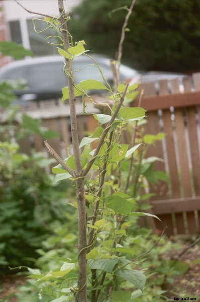 How to Grow Beans: The Ultimate Guide