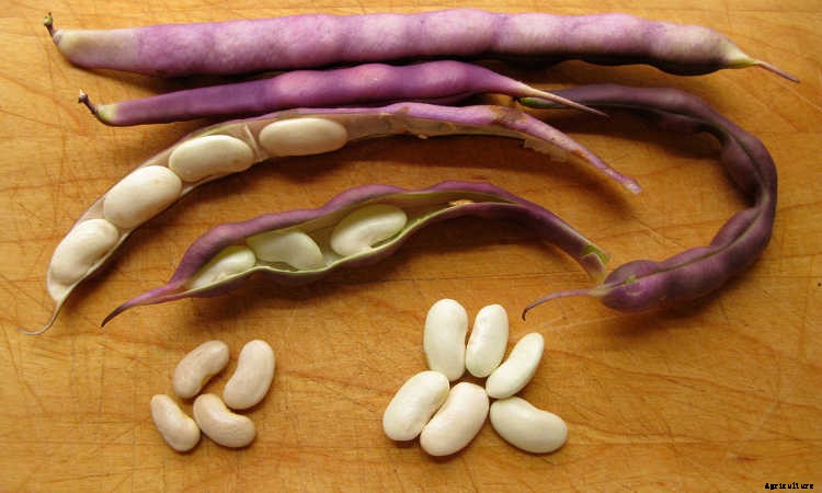 How to Grow Beans: The Ultimate Guide