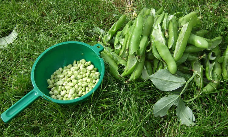 How to Grow Beans: The Ultimate Guide