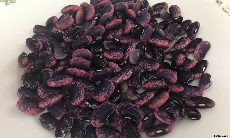 How to Grow Beans: The Ultimate Guide