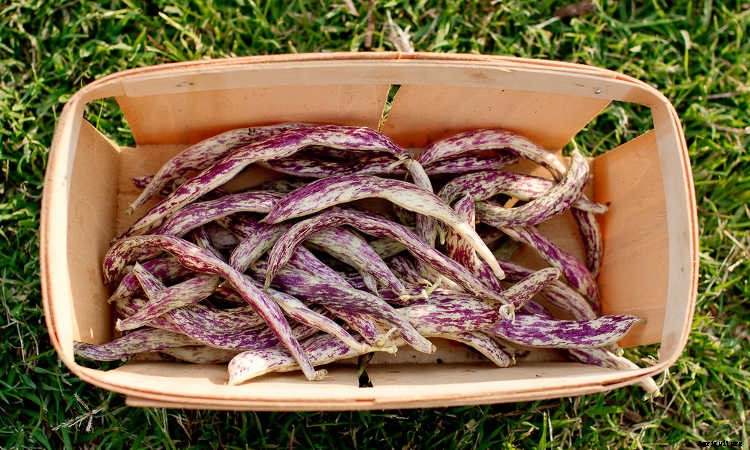 How to Grow Beans: The Ultimate Guide