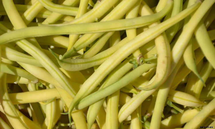 How to Grow Beans: The Ultimate Guide
