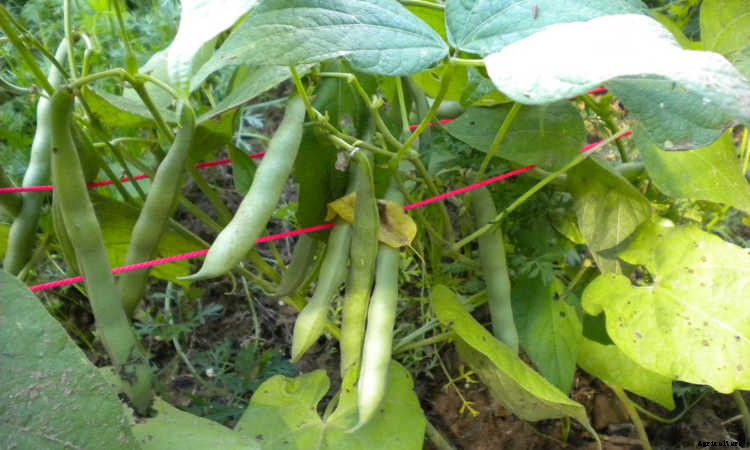 How to Grow Beans: The Ultimate Guide