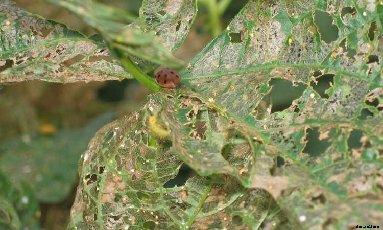 How to Grow Beans: The Ultimate Guide