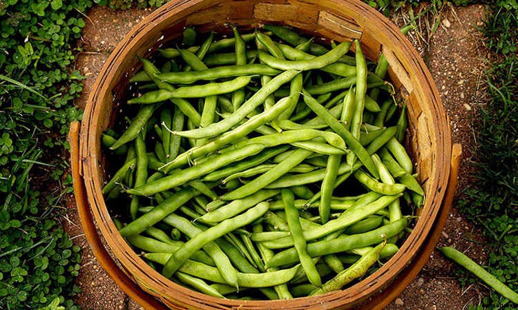 How to Grow Beans: The Ultimate Guide