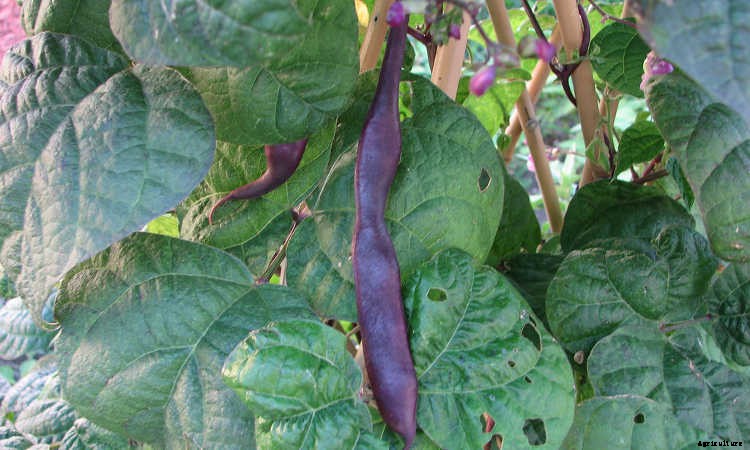 How to Grow Beans: The Ultimate Guide