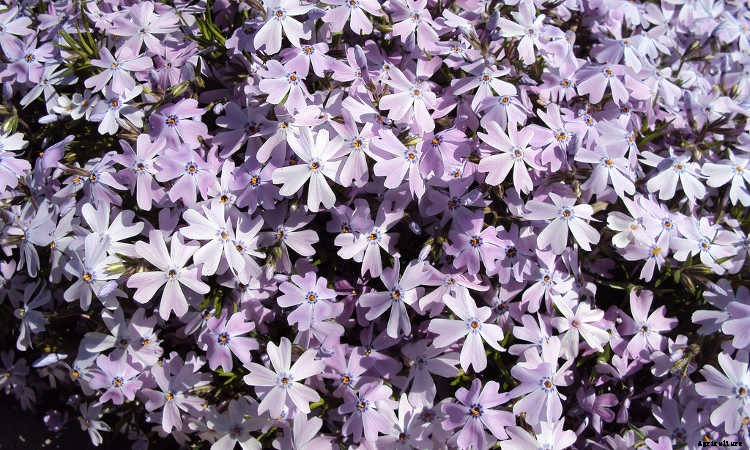 Creeping Phlox, Mounding Phlox: Easy To Grow Perennial Plants
