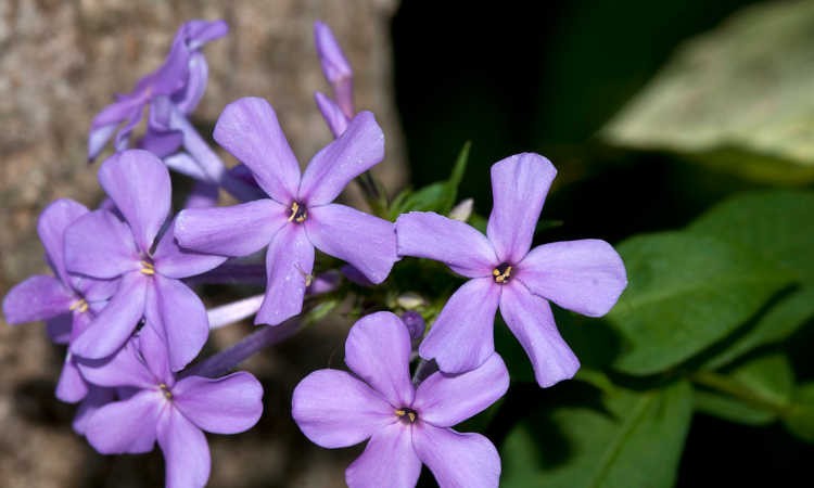 Creeping Phlox, Mounding Phlox: Easy To Grow Perennial Plants