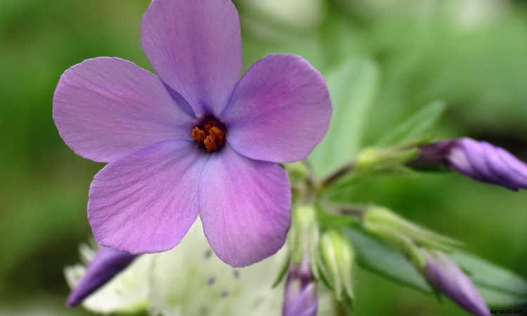 Creeping Phlox, Mounding Phlox: Easy To Grow Perennial Plants