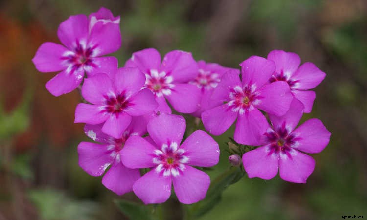 Creeping Phlox, Mounding Phlox: Easy To Grow Perennial Plants