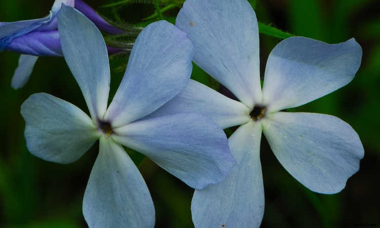 Creeping Phlox, Mounding Phlox: Easy To Grow Perennial Plants