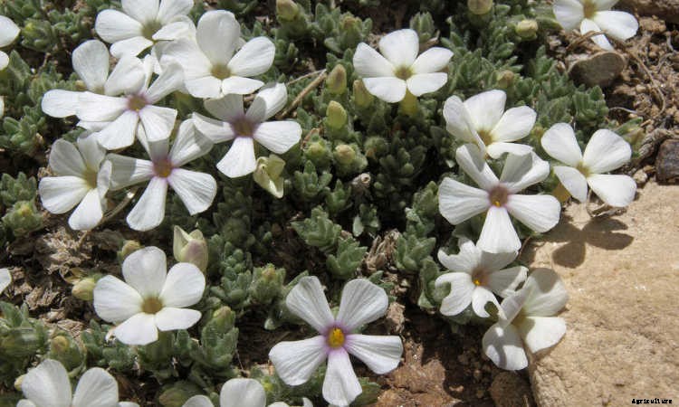 Creeping Phlox, Mounding Phlox: Easy To Grow Perennial Plants