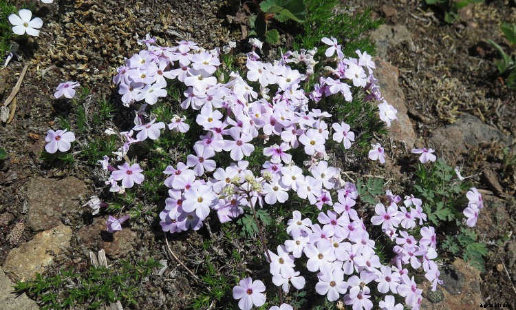 Creeping Phlox, Mounding Phlox: Easy To Grow Perennial Plants