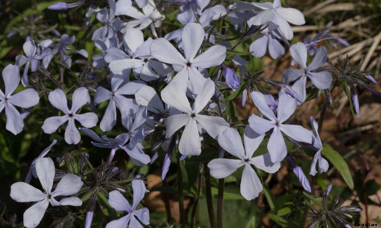 Creeping Phlox, Mounding Phlox: Easy To Grow Perennial Plants